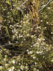 Erica cumuliflora