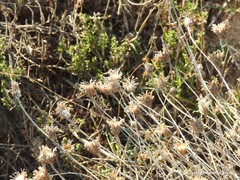 Centaurea hyssopifolia