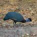 Malawi Crested Guineafowl - Photo (c) Marc Henrion, some rights reserved (CC BY-NC), uploaded by Marc Henrion