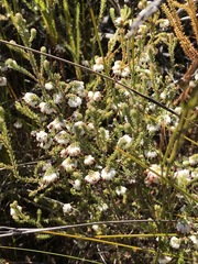 Erica cumuliflora