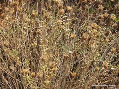Centaurea hyssopifolia