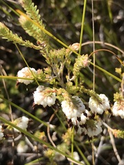 Erica cumuliflora