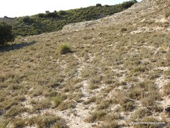 Centaurea hyssopifolia
