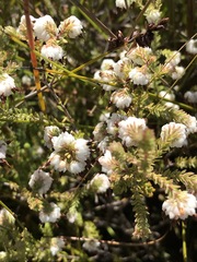 Erica cumuliflora