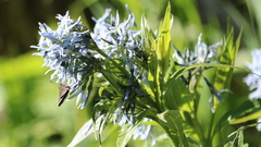 Amsonia illustris