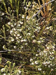 Erica cumuliflora