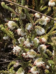 Erica cumuliflora