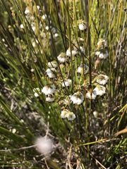 Erica cumuliflora