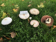 Agaricus xanthodermus