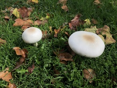 Agaricus xanthodermus