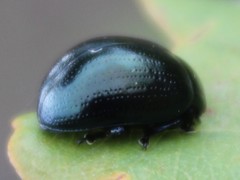 Chrysolina geminata