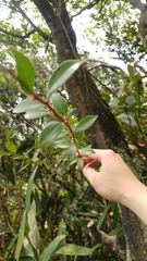 Vaccinium bracteatum