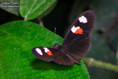 Heliconius erato notabilis