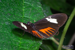 Heliconius timareta