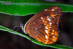 Oxeoschistus protogenia