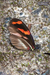Heliconius telesiphe