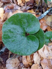 Asarum europaeum