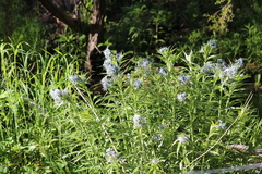 Amsonia illustris