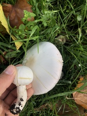 Agaricus xanthodermus