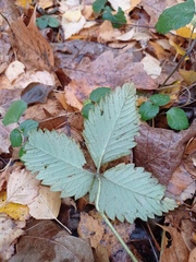 Fragaria moschata