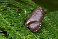 Eresia datis moesta
