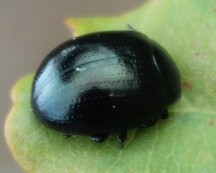 Chrysolina geminata