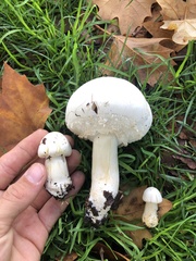 Agaricus xanthodermus