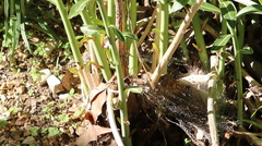Amsonia illustris