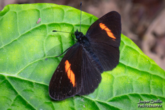 Castilia castilla