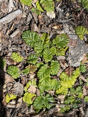 Rubus geoides