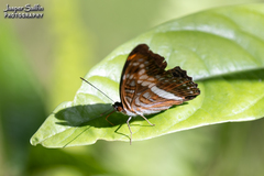 Adelpha sichaeus
