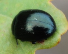 Chrysolina geminata