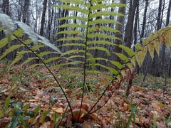 Dryopteris filix-mas