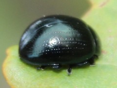 Chrysolina geminata
