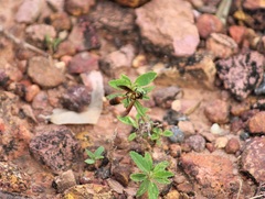 Polybia chrysothorax