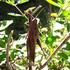Xyleus discoideus discoideus
