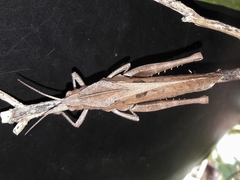 Xyleus discoideus discoideus