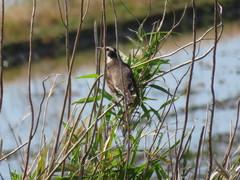 Turdus eunomus