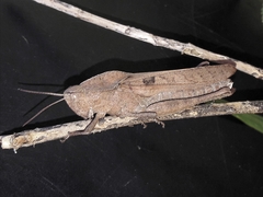 Xyleus discoideus discoideus