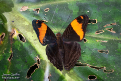 Adelpha boreas boreas