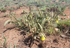 Hermannia lancifolia