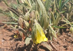 Hermannia lancifolia