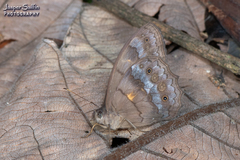 Pseudodebis valentina