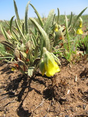 Hermannia lancifolia