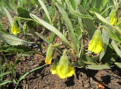 Hermannia lancifolia