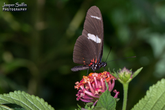 Heliconius wallacei