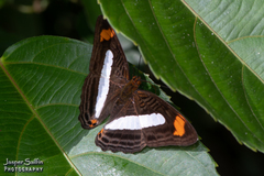Adelpha iphiclus iphiclus