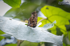 Consul fabius diffusus