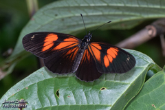 Castilia perilla