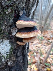 Fomitopsis pinicola